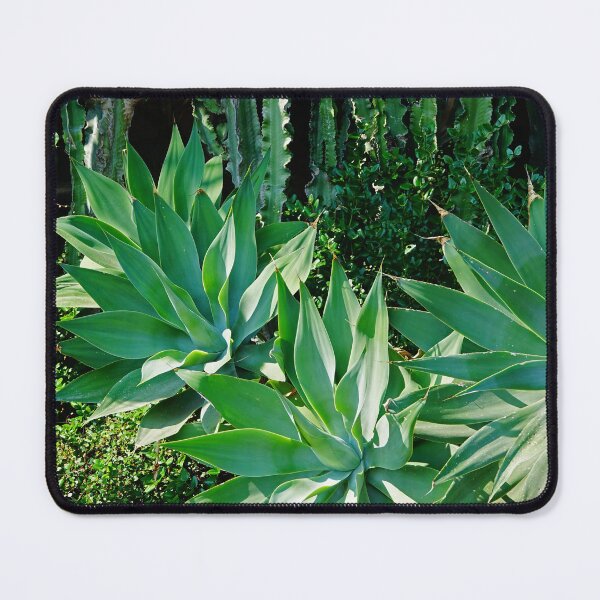 Item preview, Fox Tail Agave Attenuata | Modernist front garden | Succulent plant designed and sold by CarolinaReina.
