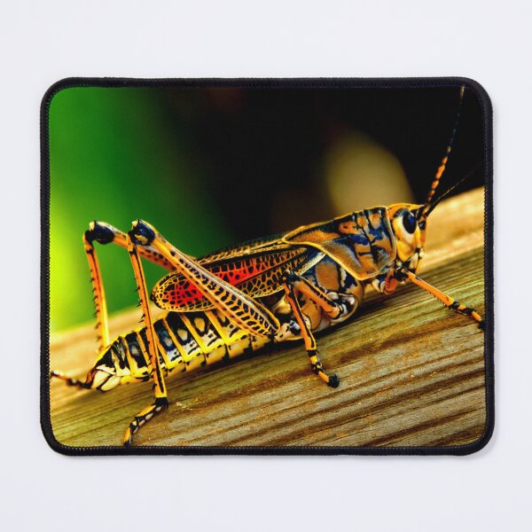 Item preview, Mosquito photo with high resolution quality designed and sold by Allyouneed-2.