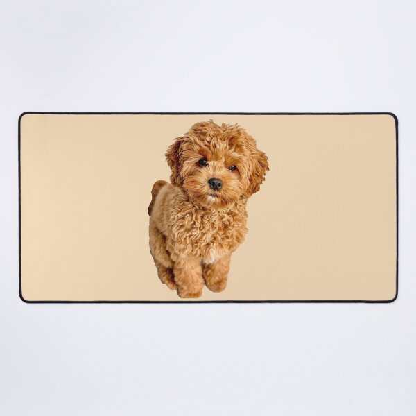 Artikel-Vorschau von Cavapoo, designt und verkauft von thecavapootales.