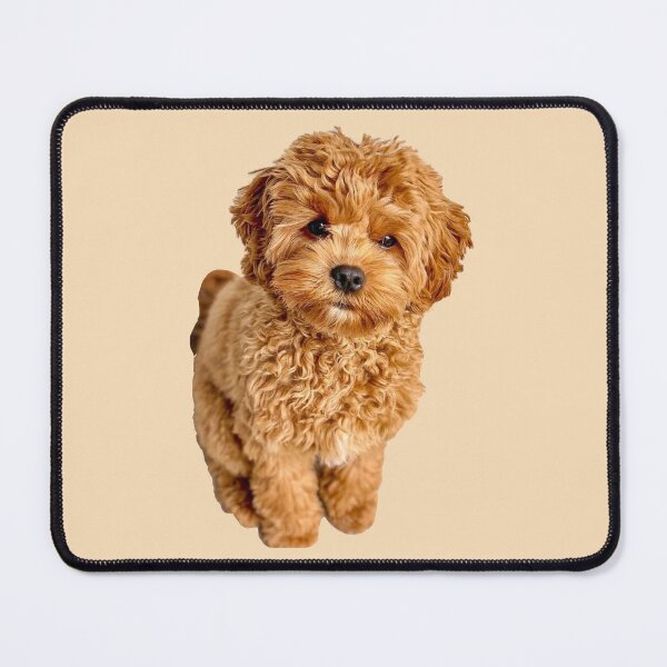 Item preview, Cavapoo designed and sold by thecavapootales.