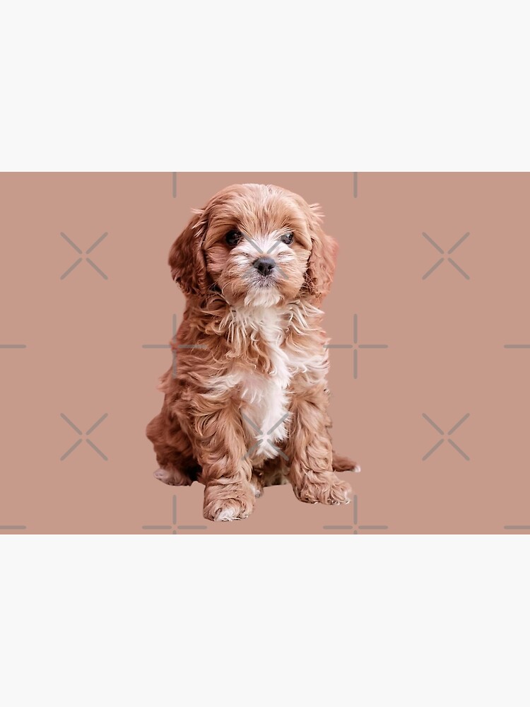 Cavapoo Dog - Jigsaw Puzzle