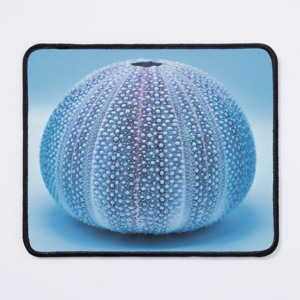 Item preview, Sea Urchin Shell  designed and sold by Dorset Girl.