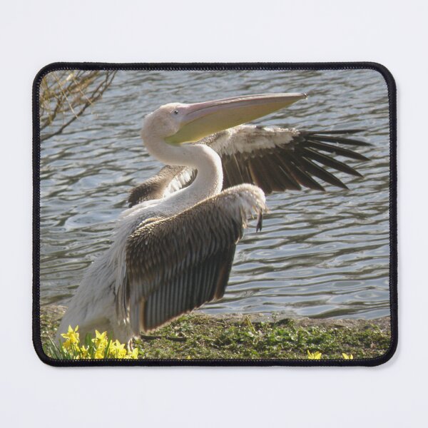 Item preview, Pelican Round Of Applause Photograph designed and sold by naturegallery.
