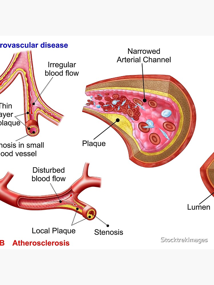 Lumen Anatomy