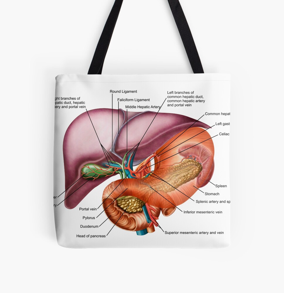 Buy DIYthinker Body Organs Liver Orange Canvas Drawstring Backpack Travel  Shopping Bags One_Size MultiColor at Amazon.in