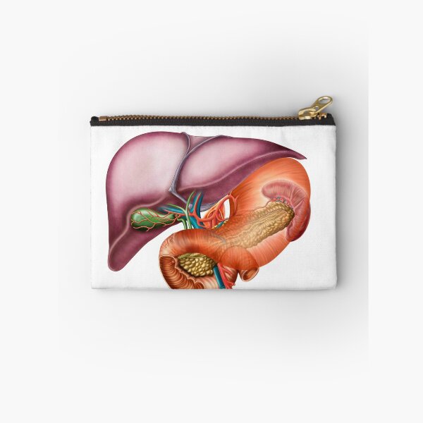 Item preview, Anatomy of liver, antero-visceral view. designed and sold by StocktrekImages.