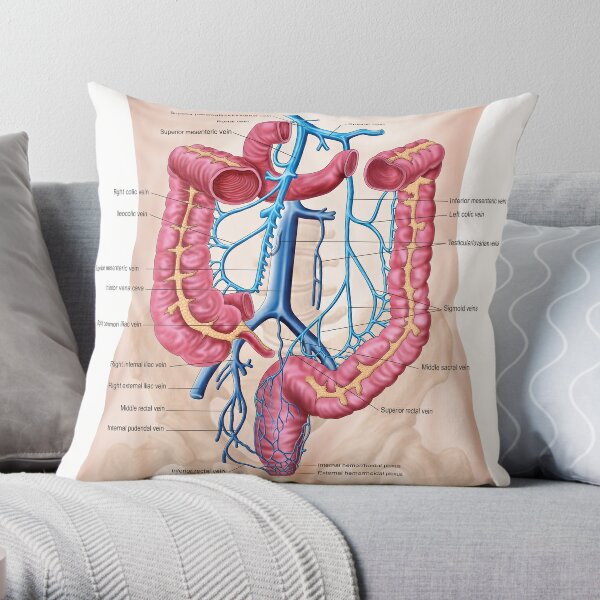 Pudendal Nerves Pillows & Cushions for Sale