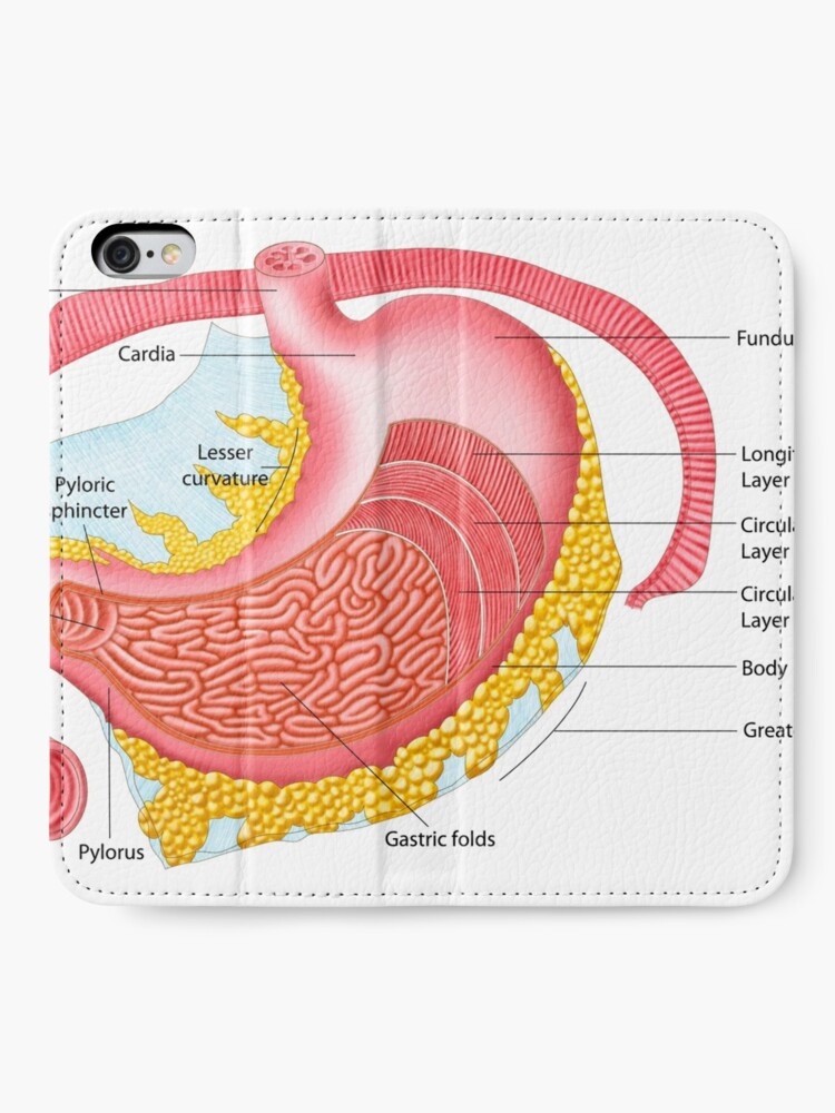 Anatomy of the female breast. iPhone Wallet for Sale by StocktrekImages