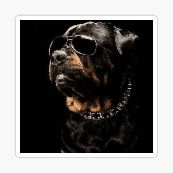 rottweiler with sunglasses