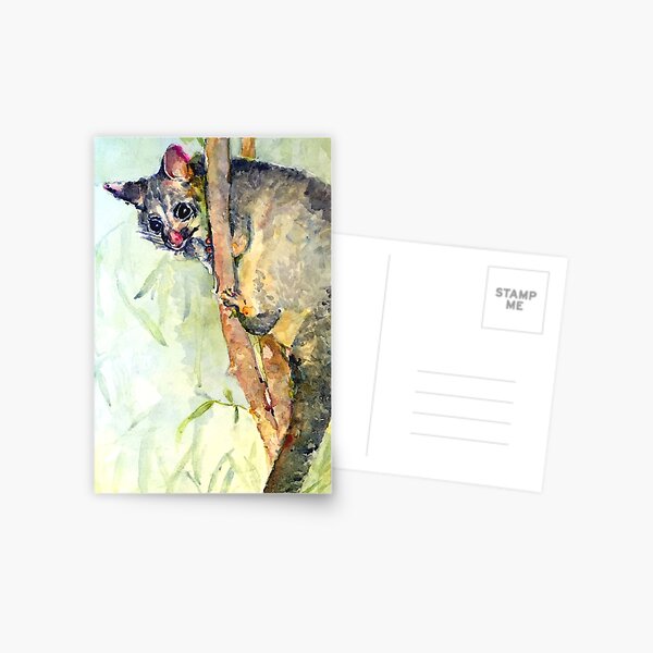 Bush-tail Possum Postcard
