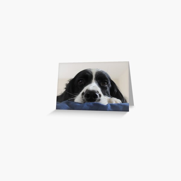 English Springer Spaniel Dog Greeting Card