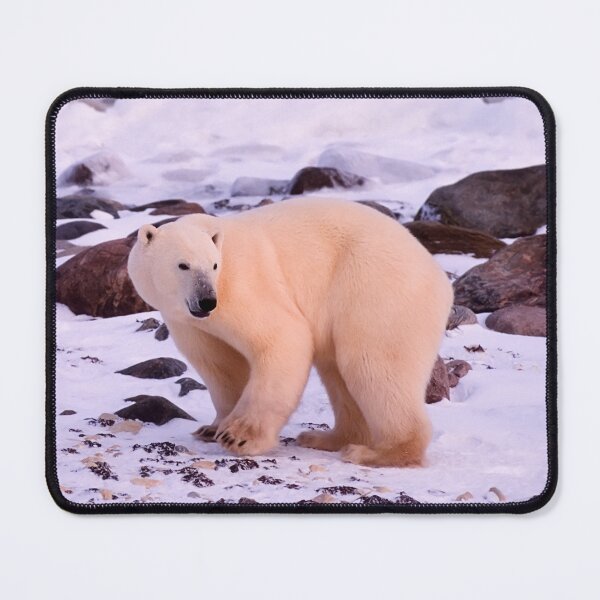 Item preview, Polar Bear canvas, Polar Bear , animal, animals, Polar Bear wall art, Polar Bear artwork, wild, Polar Bear art,Polar Bear painting designed and sold by eyesight4vision.