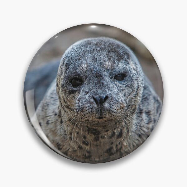 Item preview, Sea Lion Pup, Wildlife, Animals,  designed and sold by DAM Creative ⭐⭐⭐⭐⭐.