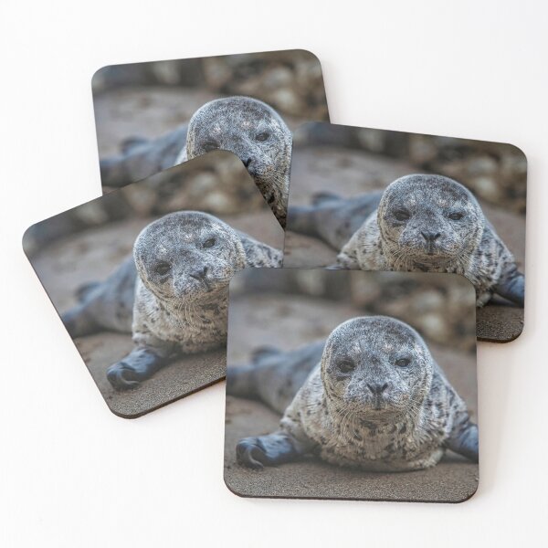 Item preview, Sea Lion Pup, Wildlife, Animals,  designed and sold by DAM Creative ⭐⭐⭐⭐⭐.