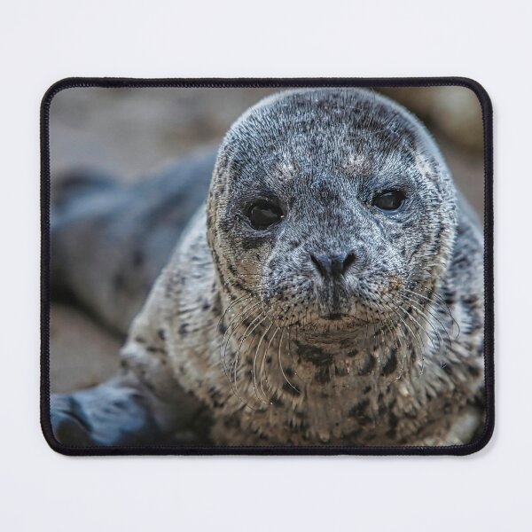 Item preview, Sea Lion Pup, Wildlife, Animals,  designed and sold by DAM Creative ⭐⭐⭐⭐⭐.