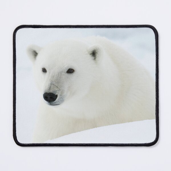 Item preview, Polar Bear canvas, Polar Bear , animal, animals, Polar Bear wall art, Polar Bear artwork, wild, Polar Bear art,Polar Bear painting designed and sold by eyesight4vision.