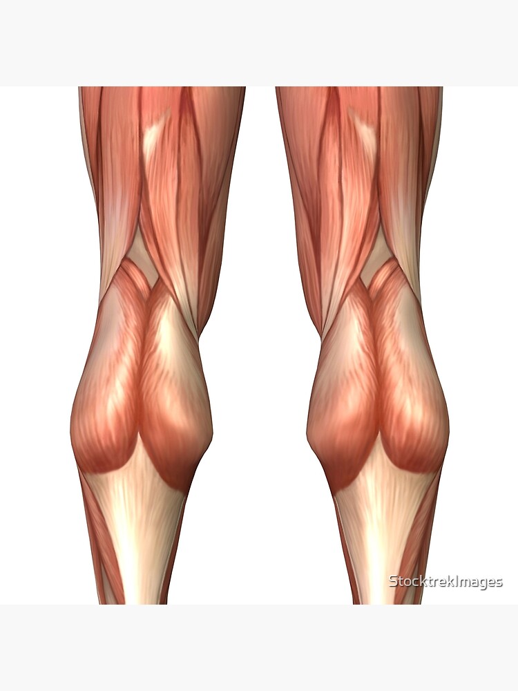 Diagram illustrating muscle groups on back of human legs