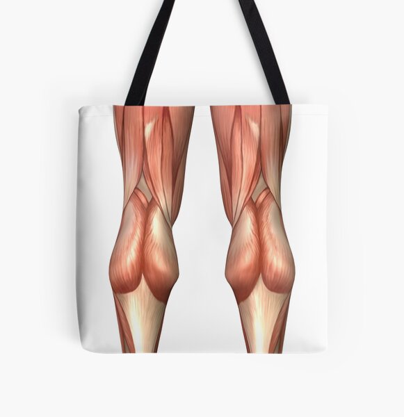 Diagram Illustrating Muscle Groups On Front Of Human Legs Tote Bag By Stocktrekimages Redbubble