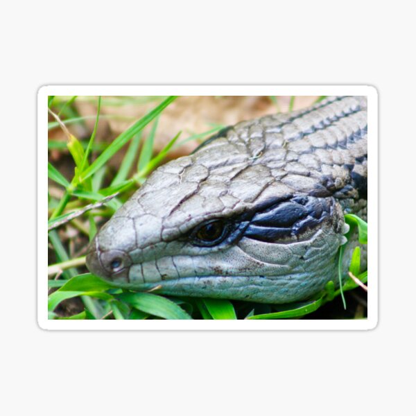 Item preview, Blue Tongue Lizard , close up designed and sold by Mickangelhere.