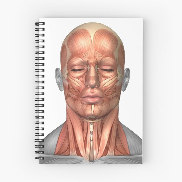 Item preview, Anatomy of human face and neck muscles, front view. designed and sold by StocktrekImages.