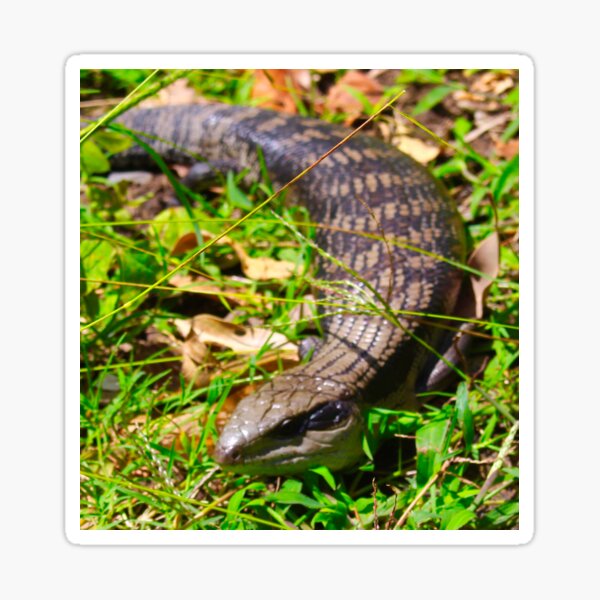 Item preview, Blue Tongue Lizard in the Garden! designed and sold by Mickangelhere.