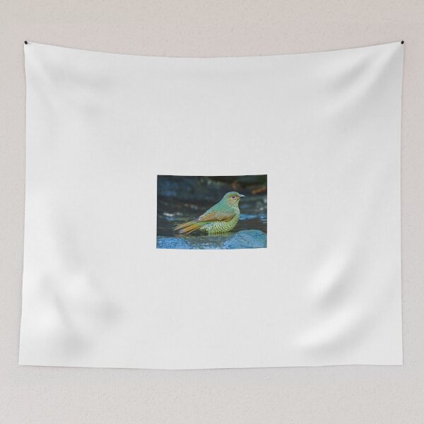 Item preview, Juvenile Satin Bower Bird designed and sold by bidkev1.