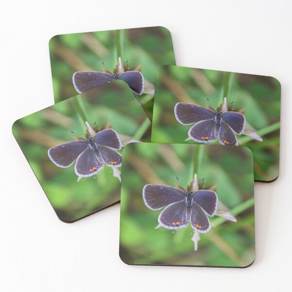 Aperçu de l'œuvre Papillon bleu commun créée et vendue par Tessia Photography.