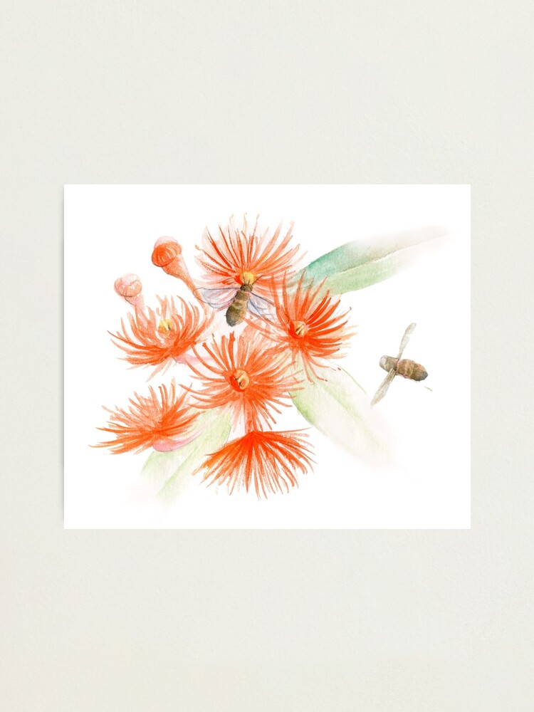 Árbol de goma naranja Corymbia ficifolia flor acuarela dibujo  Lámina  fotográfica