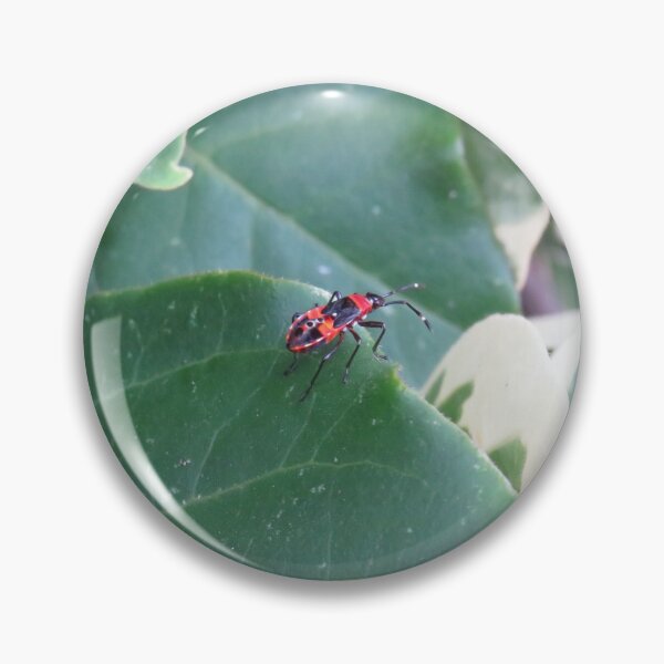 Item preview, Harlequin bug nymph designed and sold by greentiger1.