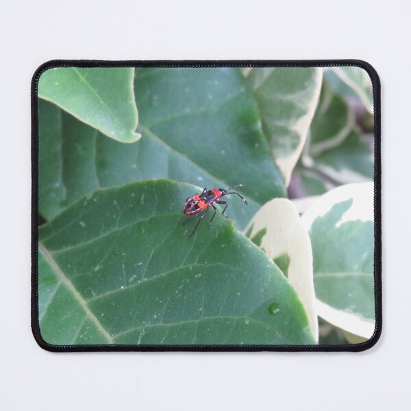 Item preview, Harlequin bug nymph designed and sold by greentiger1.