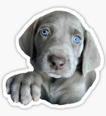 Pegatina Weimaraner