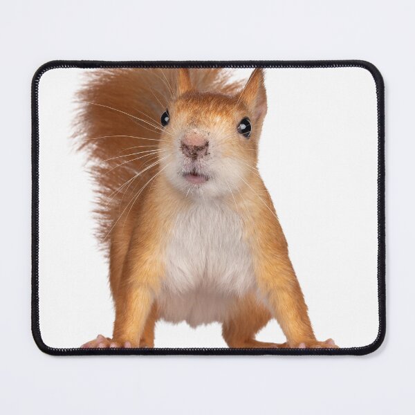 Item preview, Cool and Funny Squirrel designed and sold by alexadybanu.