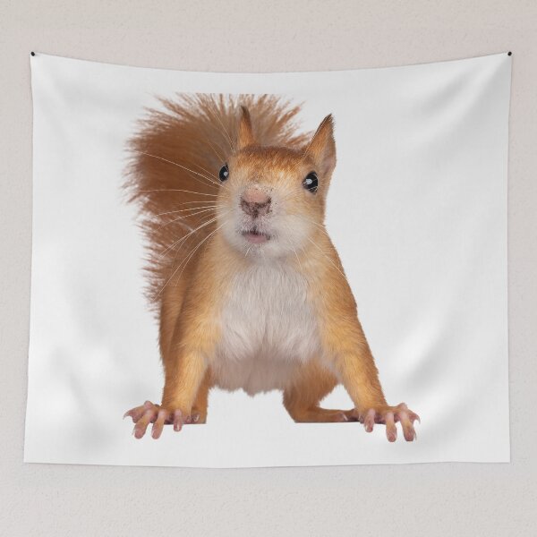 Item preview, Cool and Funny Squirrel designed and sold by alexadybanu.