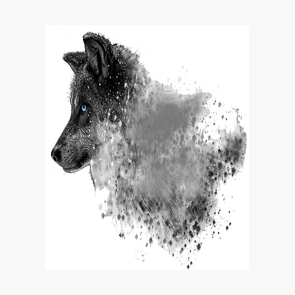 "Black Wolf With Blue Eyes" Photographic Print for Sale by sibudas