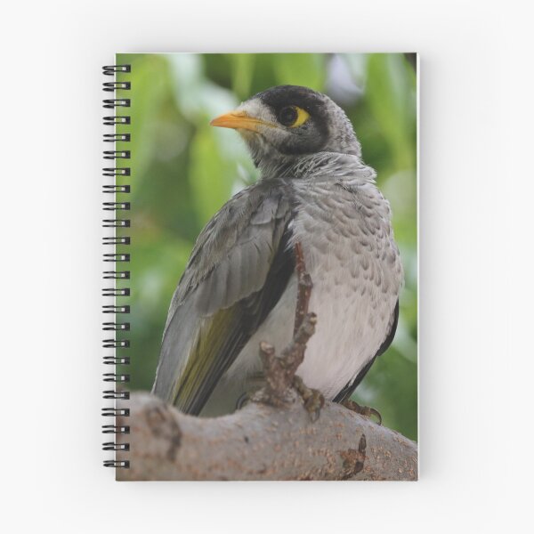 Item preview, Noisy Miner designed and sold by Genevieve Hanlon Art and Photography.