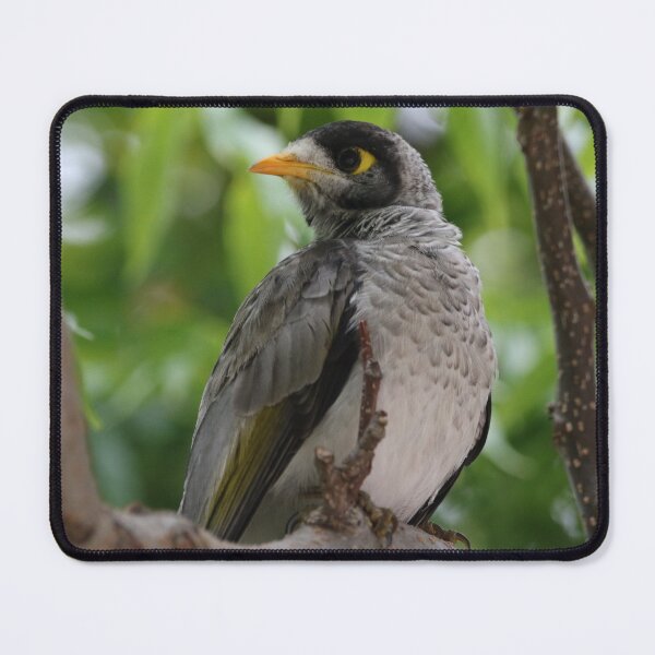 Item preview, Noisy Miner designed and sold by Genevieve Hanlon Art and Photography.