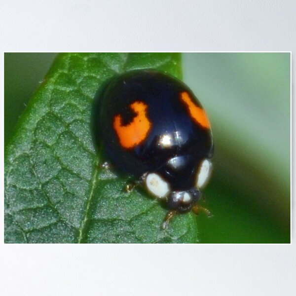 Item preview, Harlequin Ladybird Beetle.... designed and sold by lynn carter.