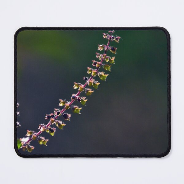 Item preview,  Basil seeds/pods designed and sold by VeenaNair23.