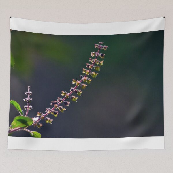 Item preview,  Basil seeds/pods designed and sold by VeenaNair23.
