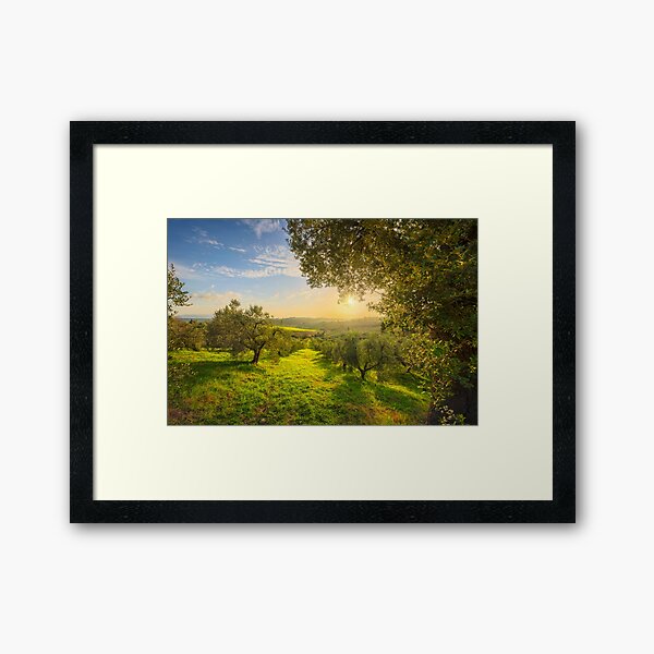 Maremma countryside landscape and olive trees. Tuscany Framed Art Print