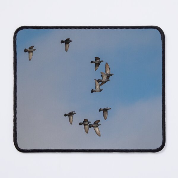 Item preview, Pigeons near Würenlos designed and sold by OskiOnTour.