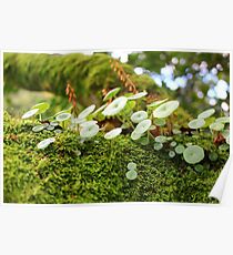 Small flora world Poster