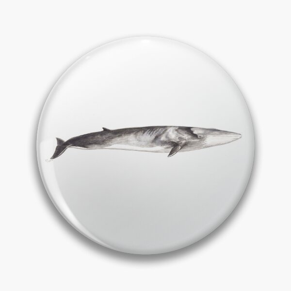 Item preview, Fin whale Balaenoptera physalus designed and sold by chloeyzoard.