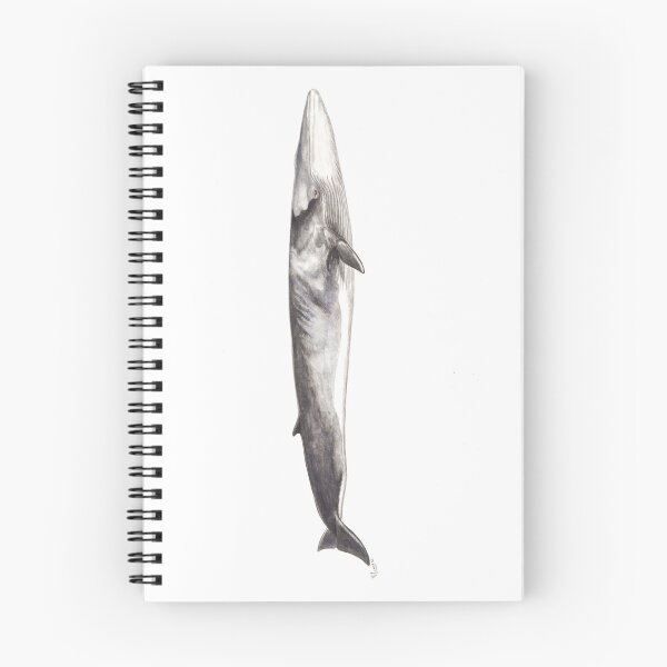 Item preview, Fin whale Balaenoptera physalus designed and sold by chloeyzoard.