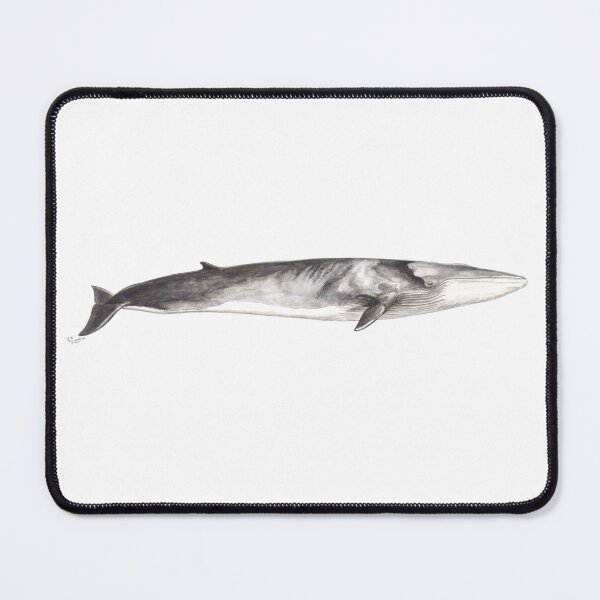 Item preview, Fin whale Balaenoptera physalus designed and sold by chloeyzoard.