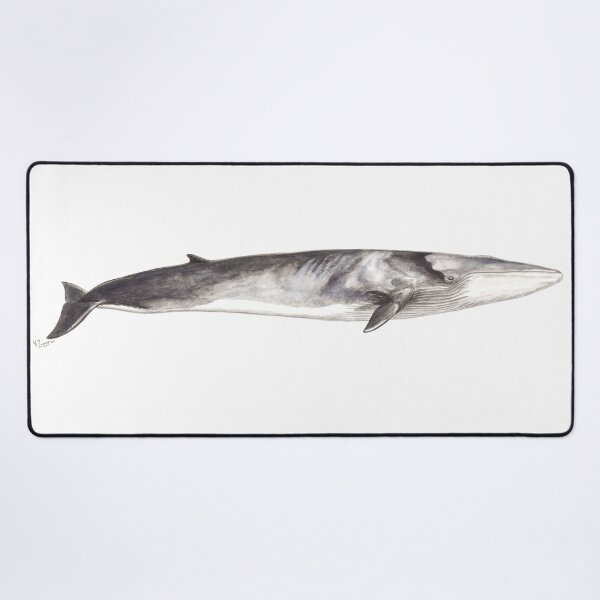 Item preview, Fin whale Balaenoptera physalus designed and sold by chloeyzoard.