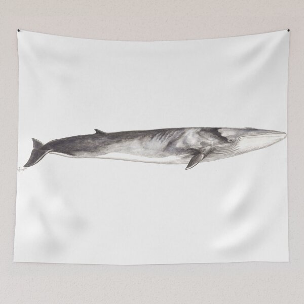 Item preview, Fin whale Balaenoptera physalus designed and sold by chloeyzoard.