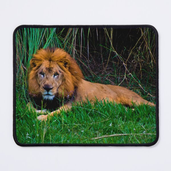 Item preview, Lion King At Ukumari designed and sold by alabca.