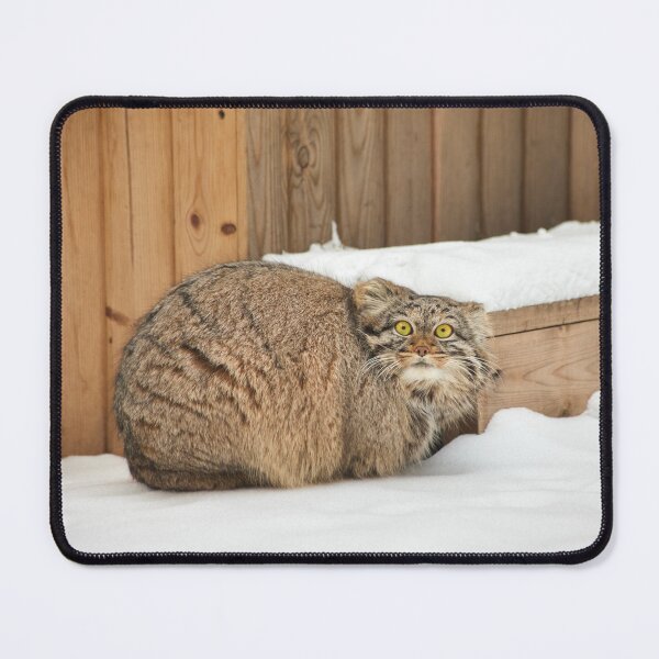 Item preview, Adele the Pallas's cat is surprised that someone is want to take a photo of her designed and sold by Manulization.