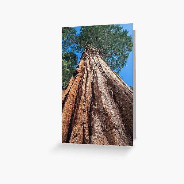 Item preview, Giant Sequoia Tree designed and sold by Adam Nixon.